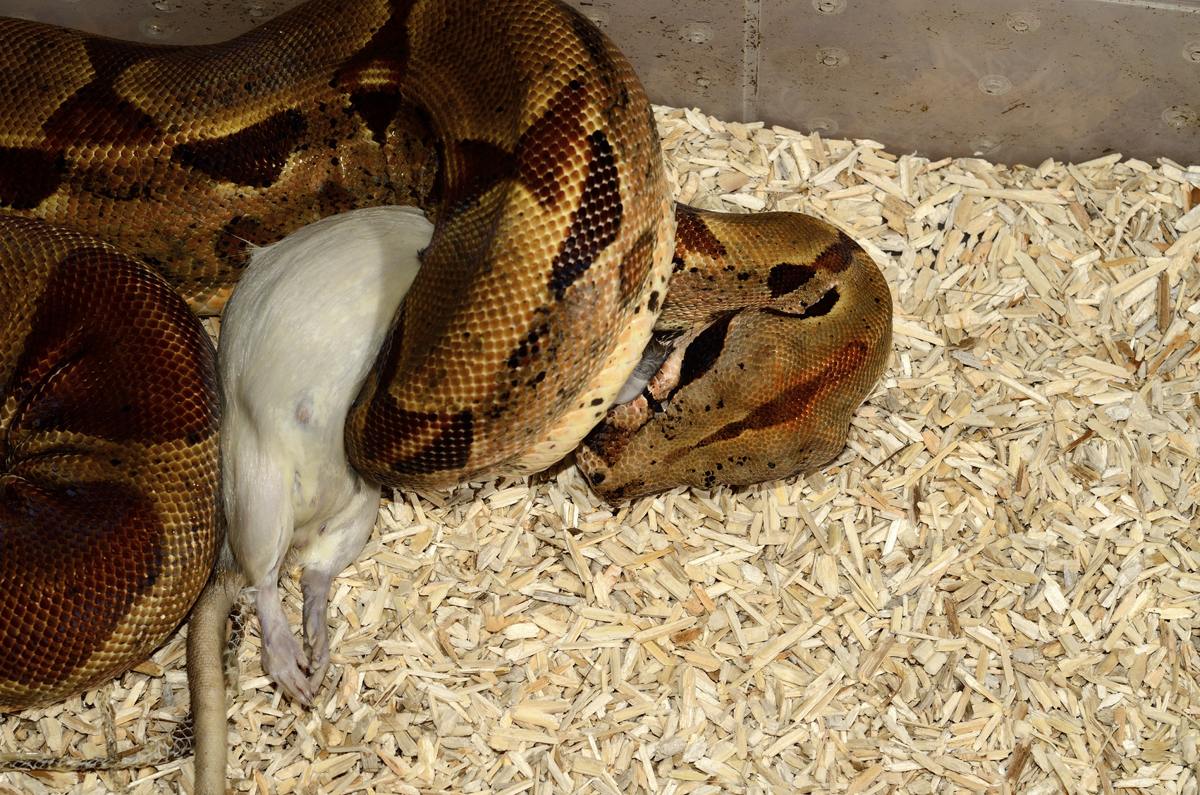 types of boa constrictors